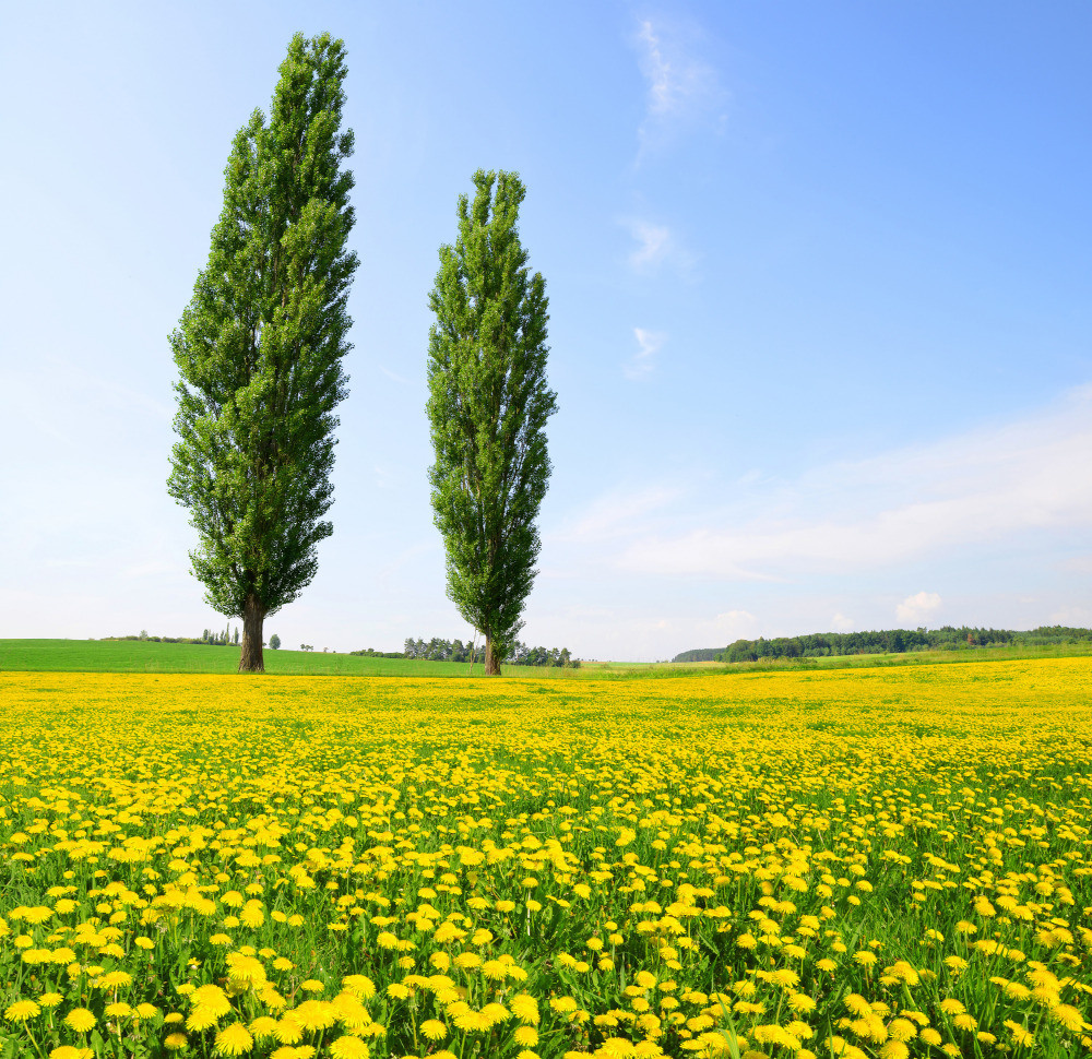 05 - природа и пейзажи