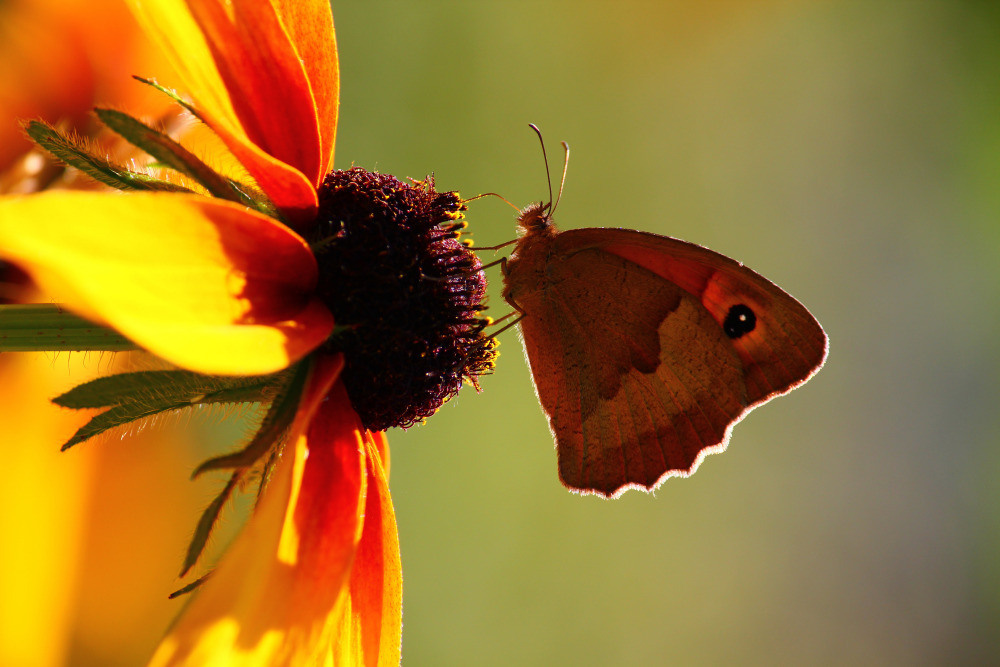 04 — животный и водный мир