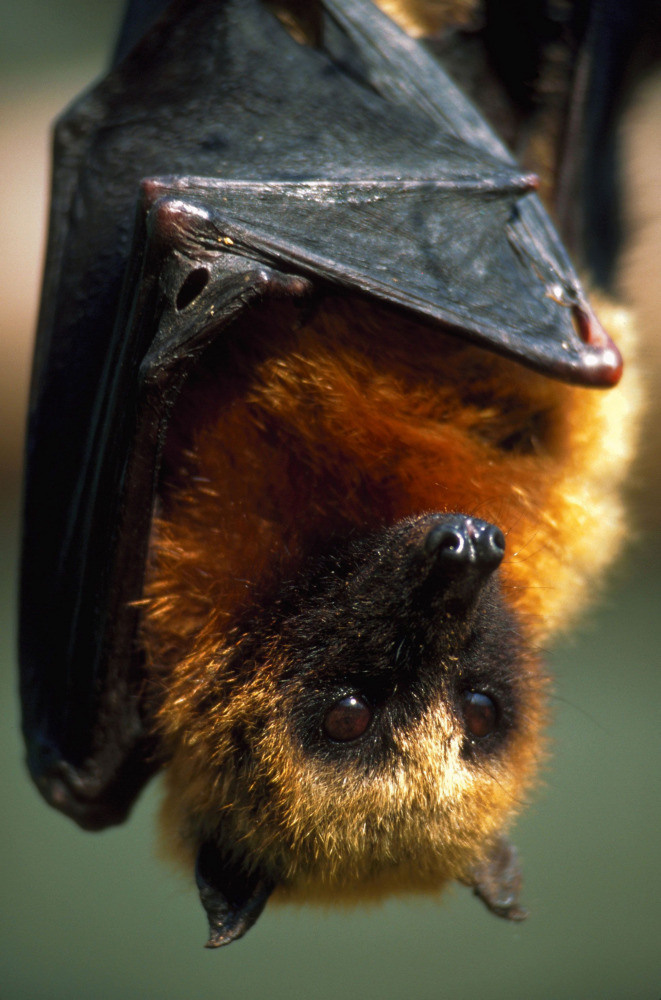 04 — животный и водный мир