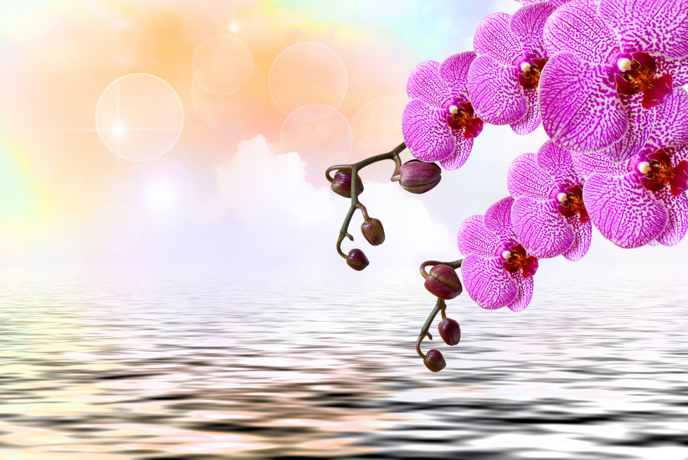 03 — цветы — растения — фрукты