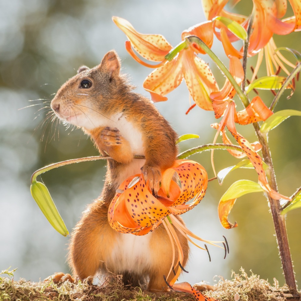 04 — животный и водный мир