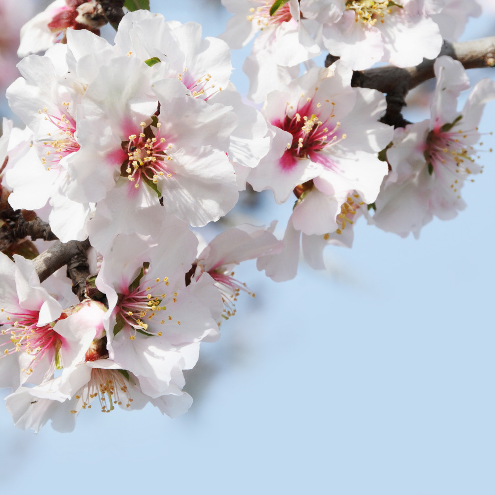 03 — цветы — растения — фрукты