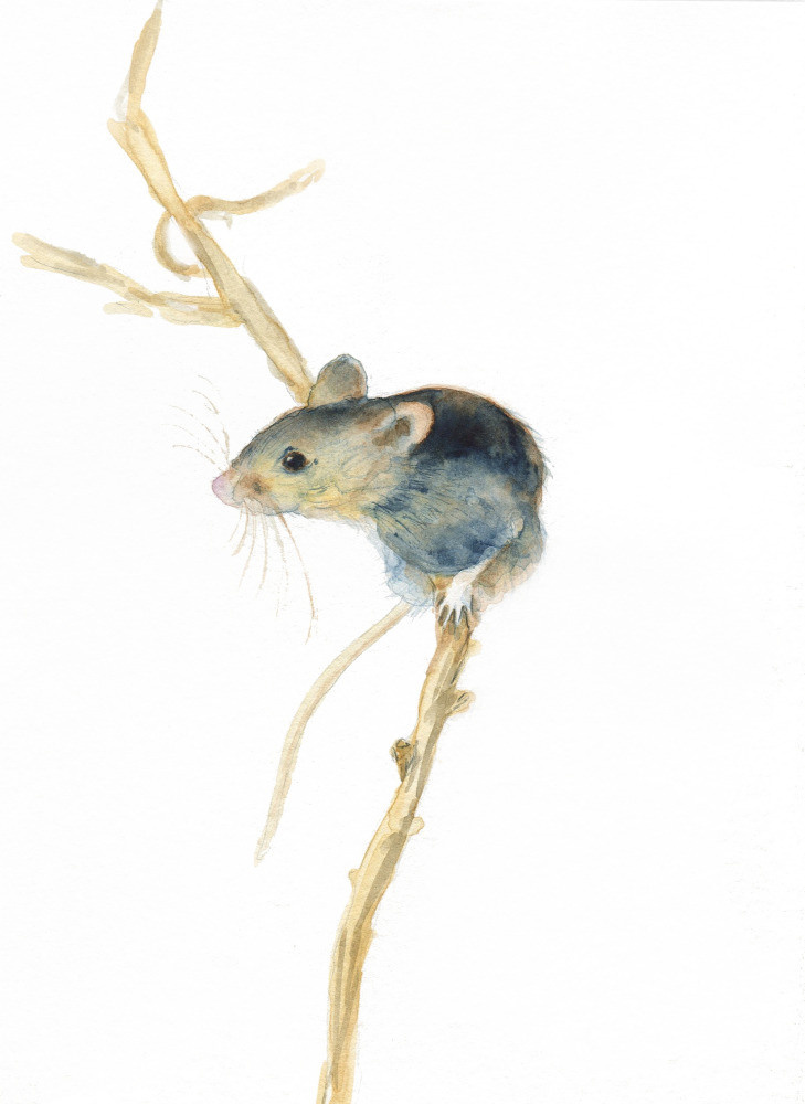 04 — животный и водный мир