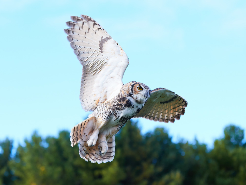 04 — животный и водный мир