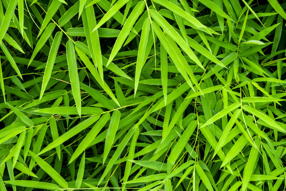 05 - природа и пейзажи