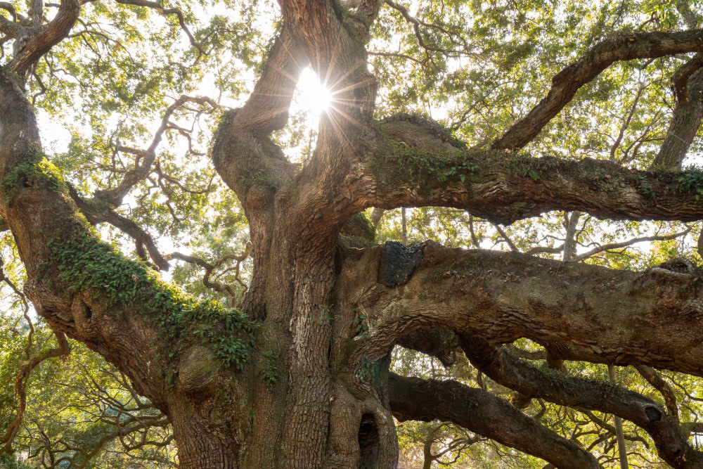 05 - природа и пейзажи