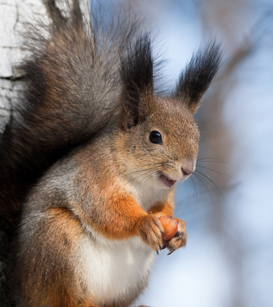 04 — животный и водный мир