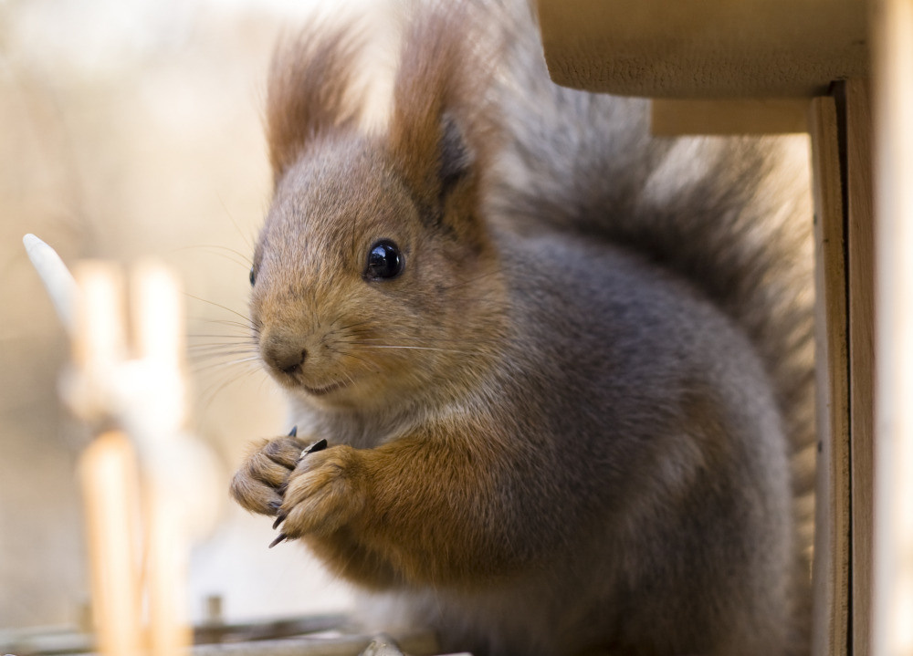 04 — животный и водный мир