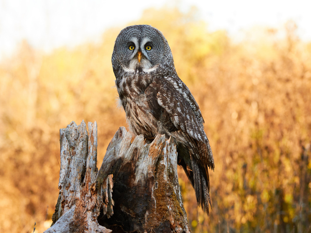 04 — животный и водный мир