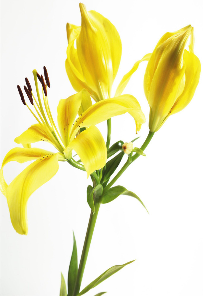 03 — цветы — растения — фрукты