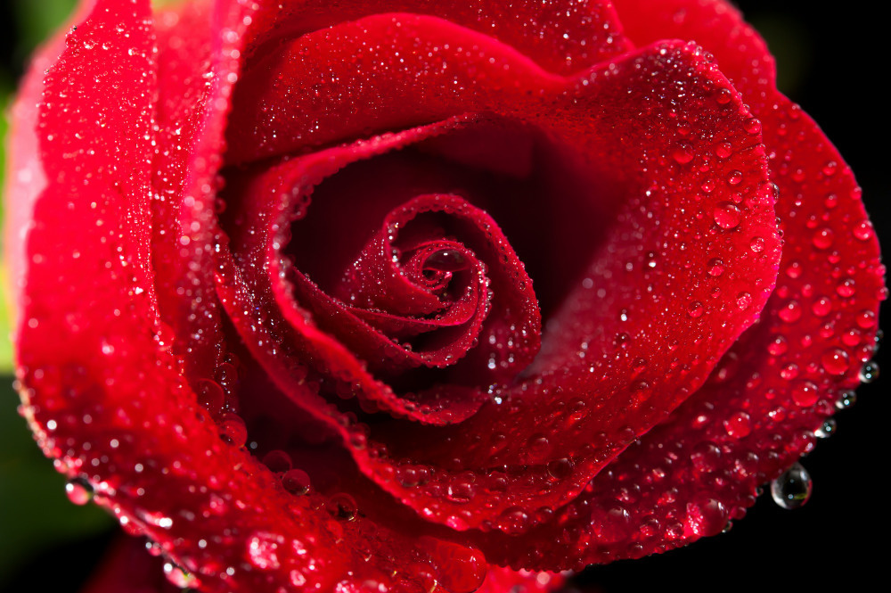 03 — цветы — растения — фрукты