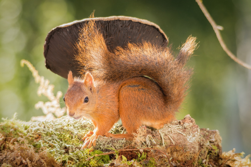 04 — животный и водный мир