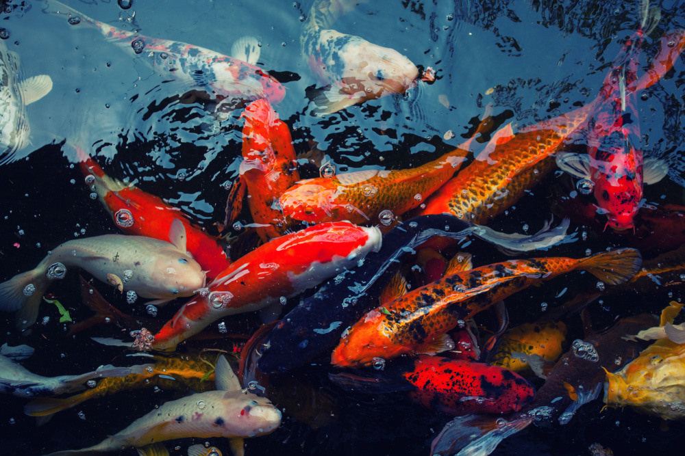 04 — животный и водный мир