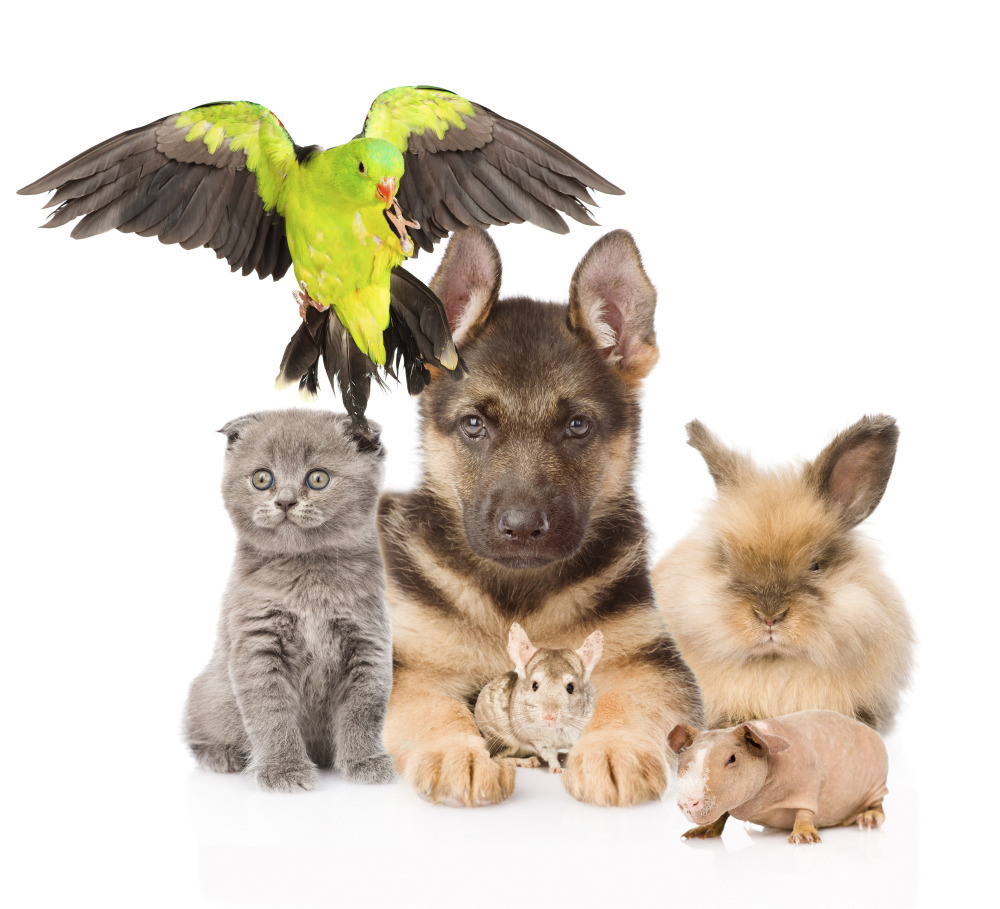 04 — животный и водный мир