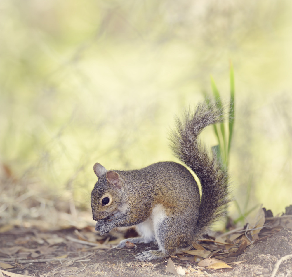 04 — животный и водный мир