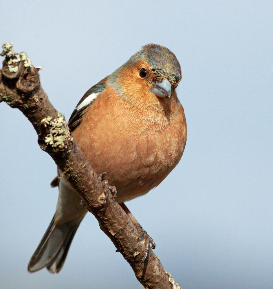 04 — животный и водный мир