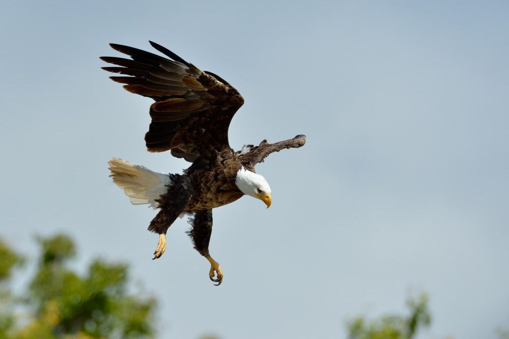 04 — животный и водный мир