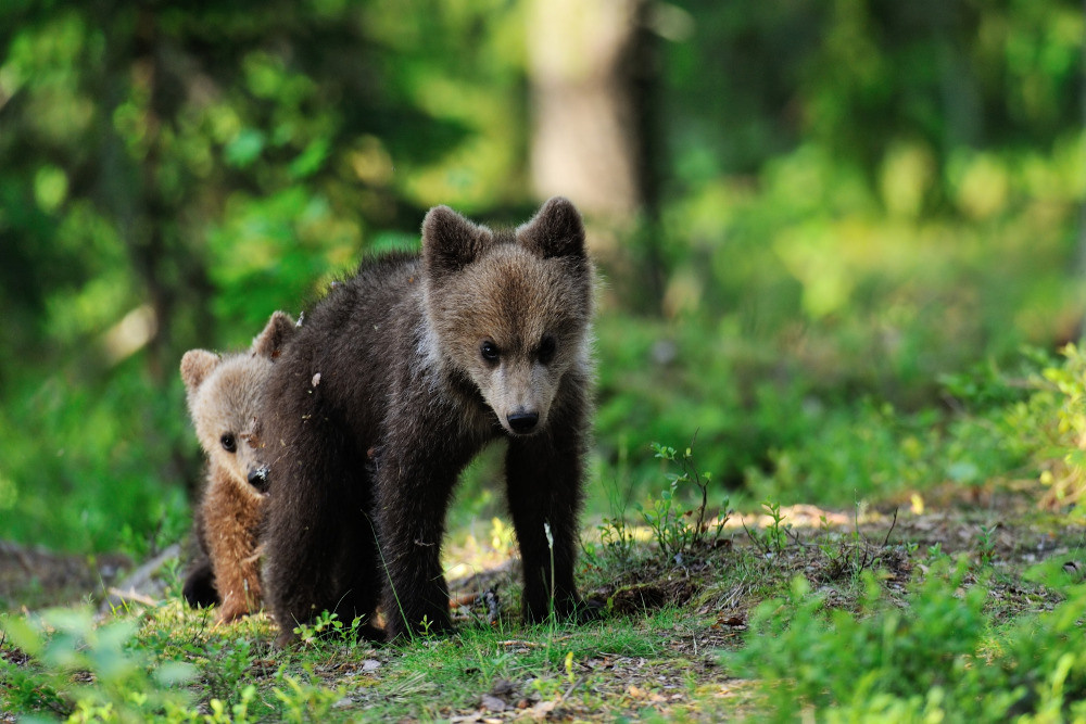 04 — животный и водный мир