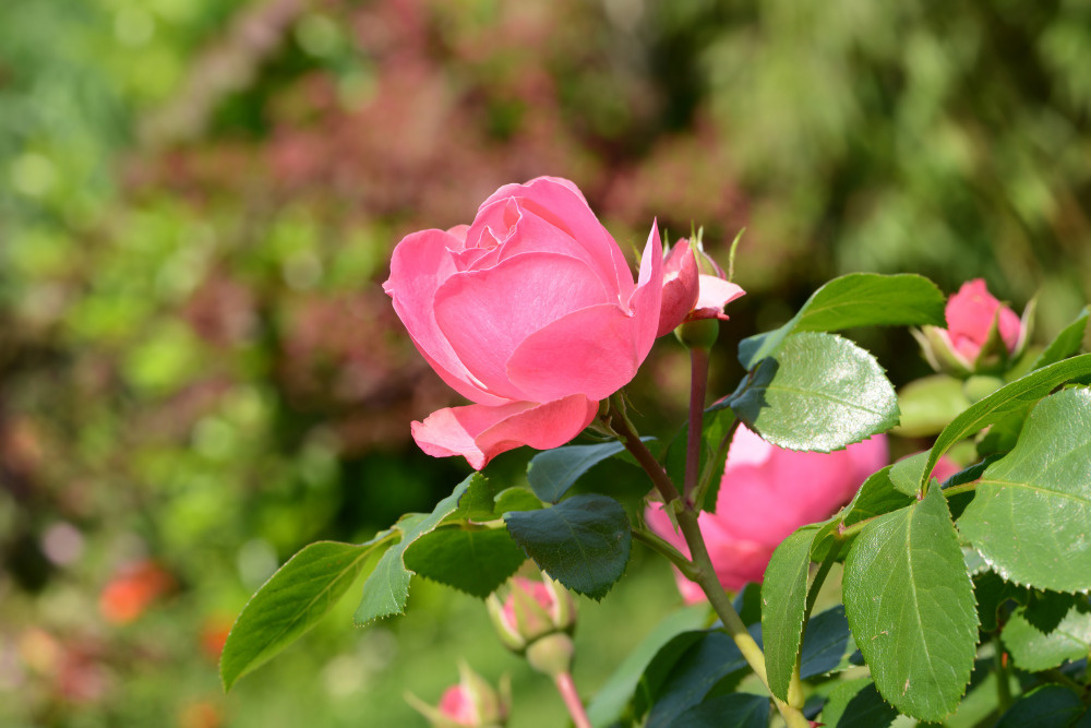 03 — цветы — растения — фрукты