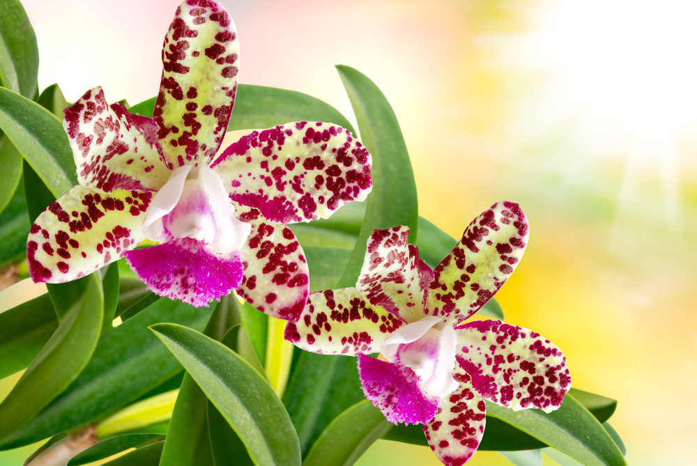 03 — цветы — растения — фрукты