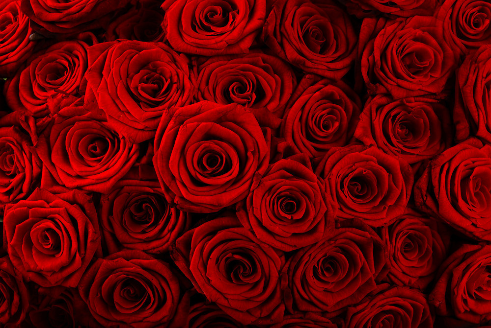 03 — цветы — растения — фрукты