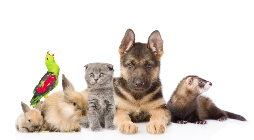 04 — животный и водный мир