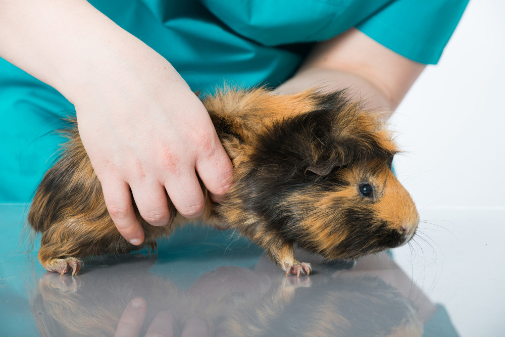 04 — животный и водный мир