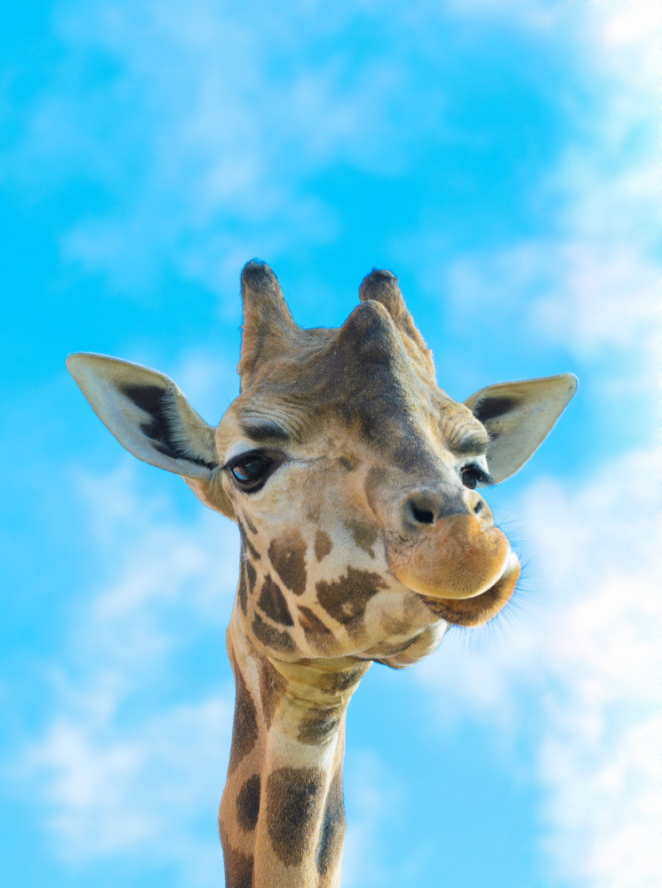 04 — животный и водный мир