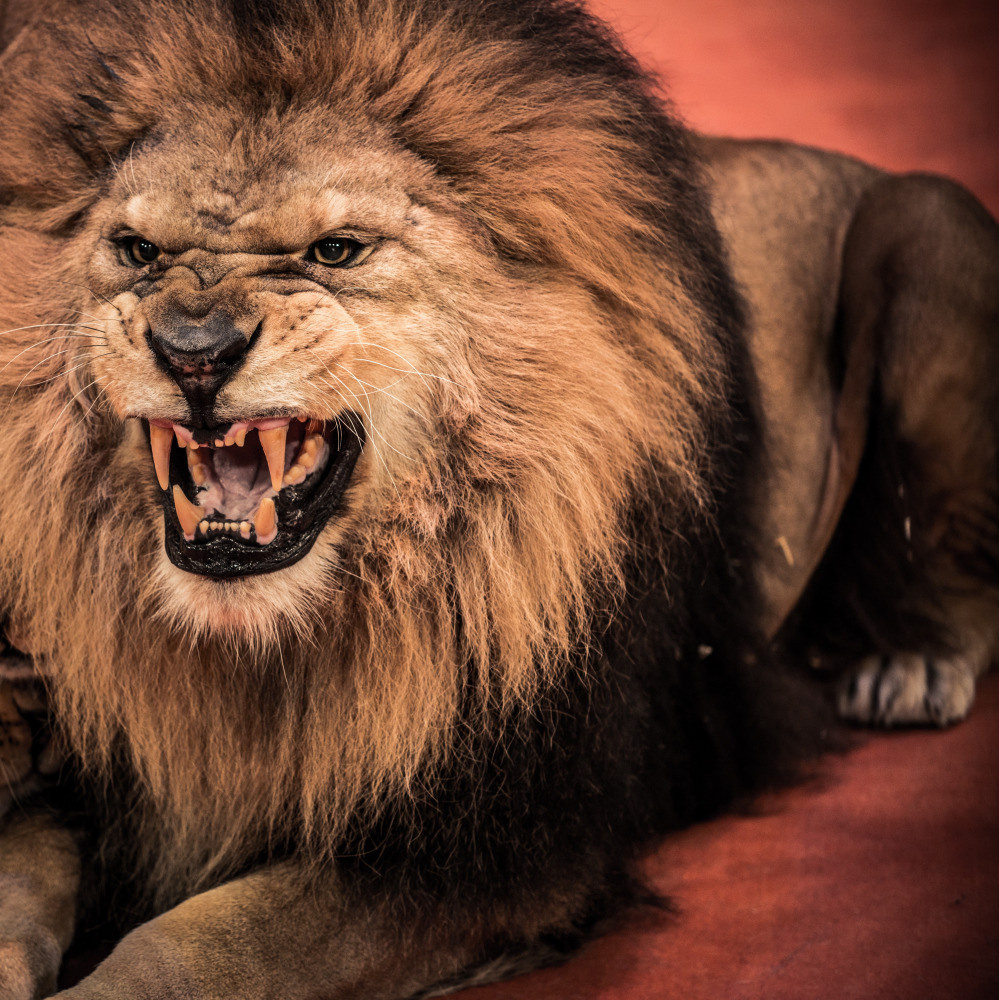 04 — животный и водный мир