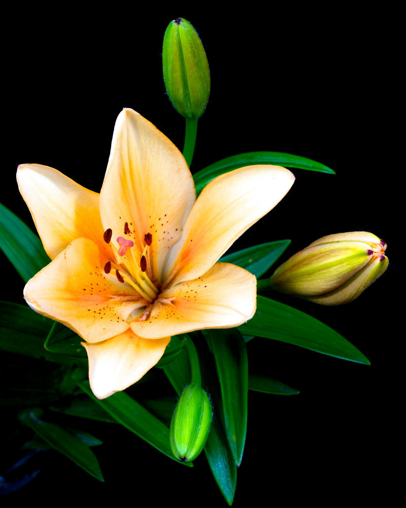 03 — цветы — растения — фрукты