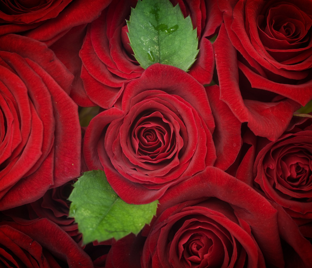 03 — цветы — растения — фрукты