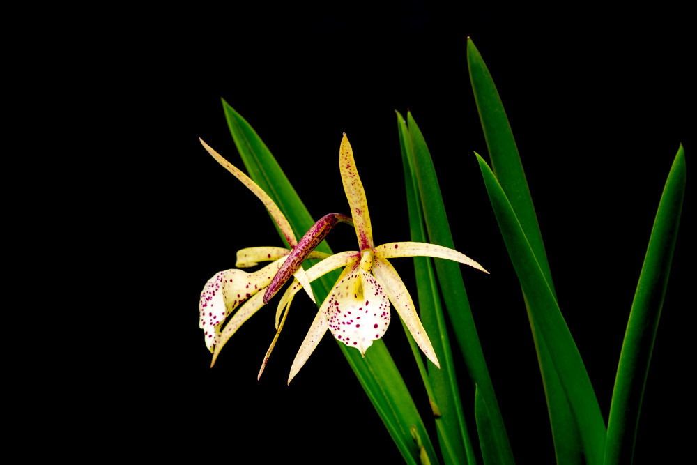 03 — цветы — растения — фрукты