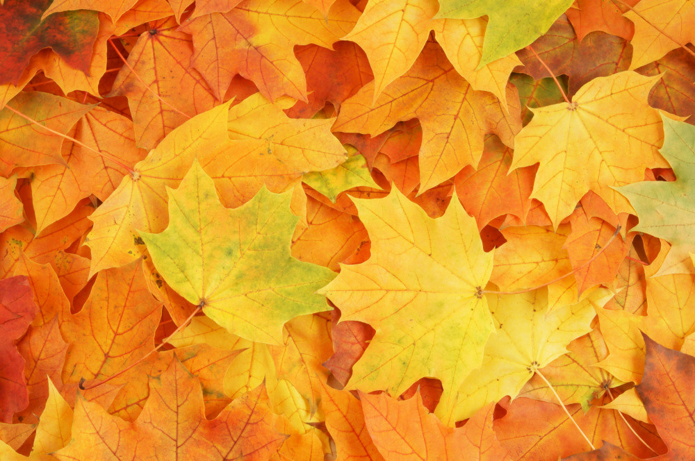 05 - природа и пейзажи