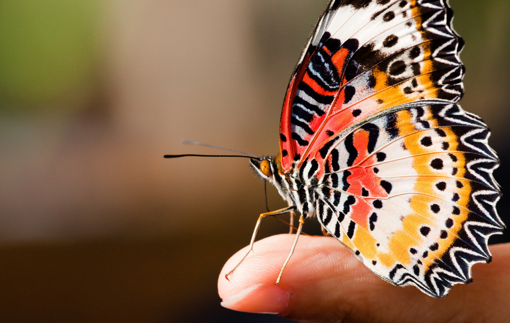 04 — животный и водный мир