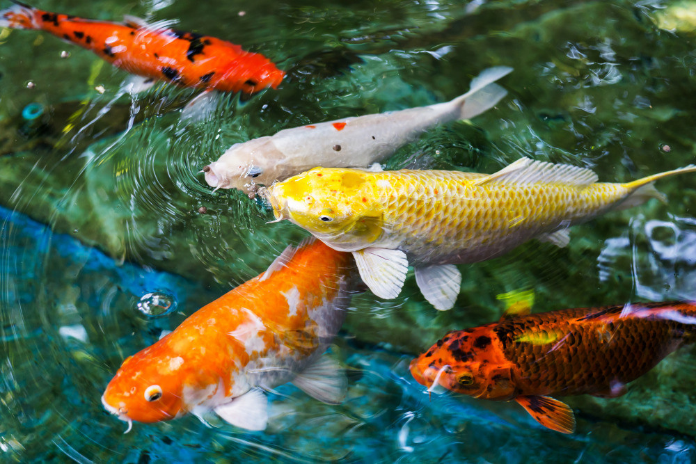 04 — животный и водный мир