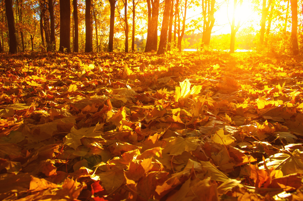 05 - природа и пейзажи