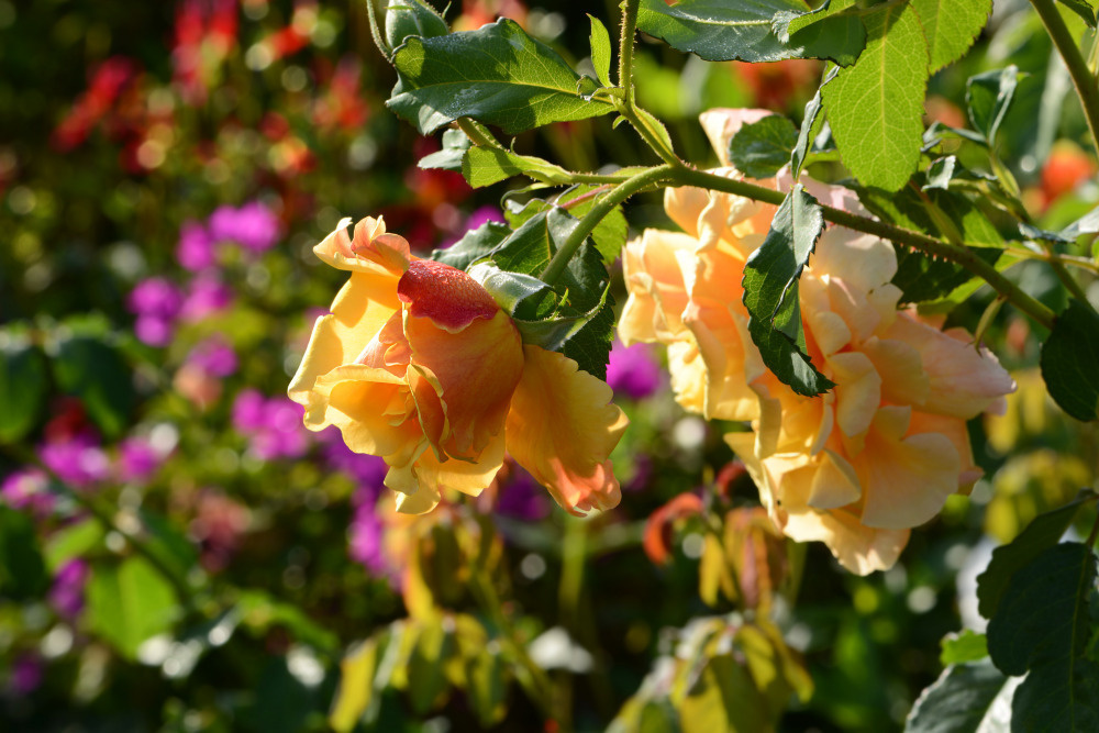 03 — цветы — растения — фрукты