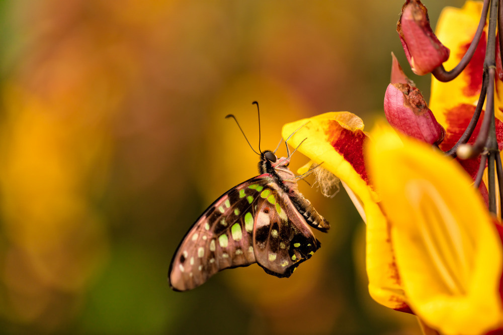 04 — животный и водный мир