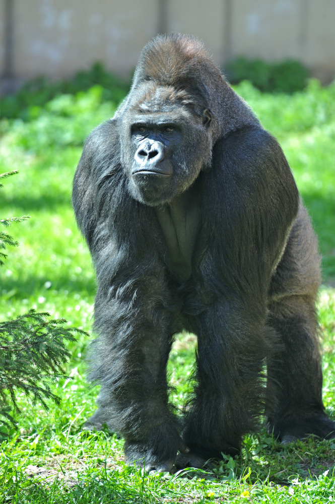 04 — животный и водный мир