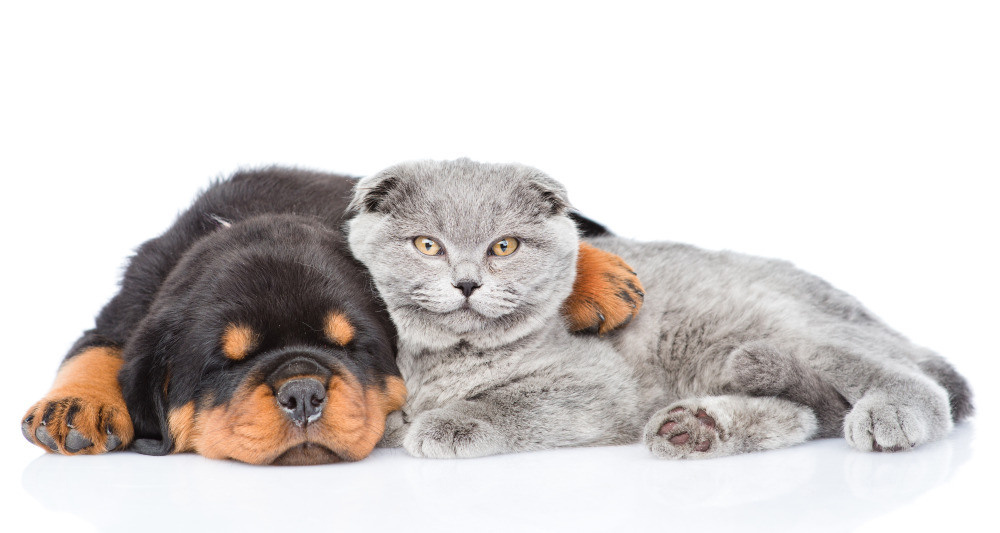 04 — животный и водный мир