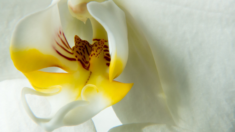 03 — цветы — растения — фрукты