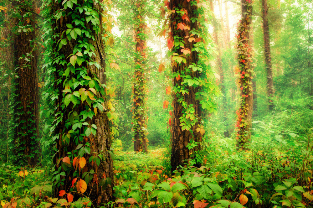 05 - природа и пейзажи