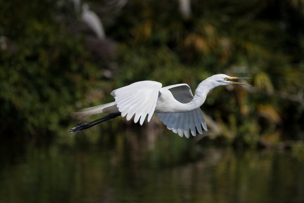 04 — животный и водный мир