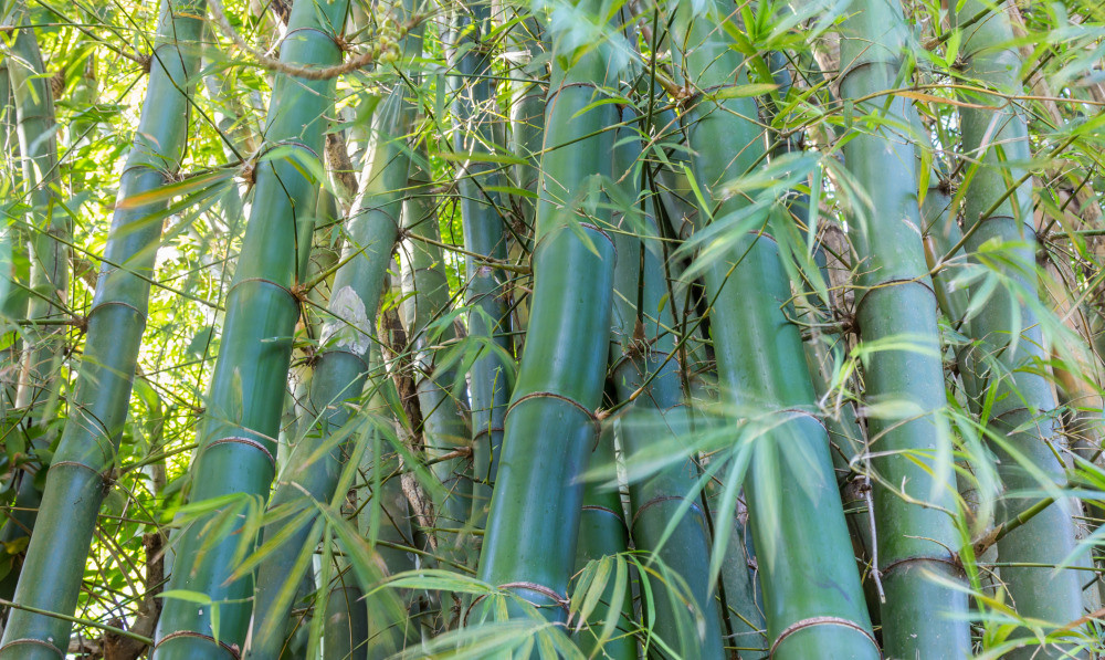 05 - природа и пейзажи