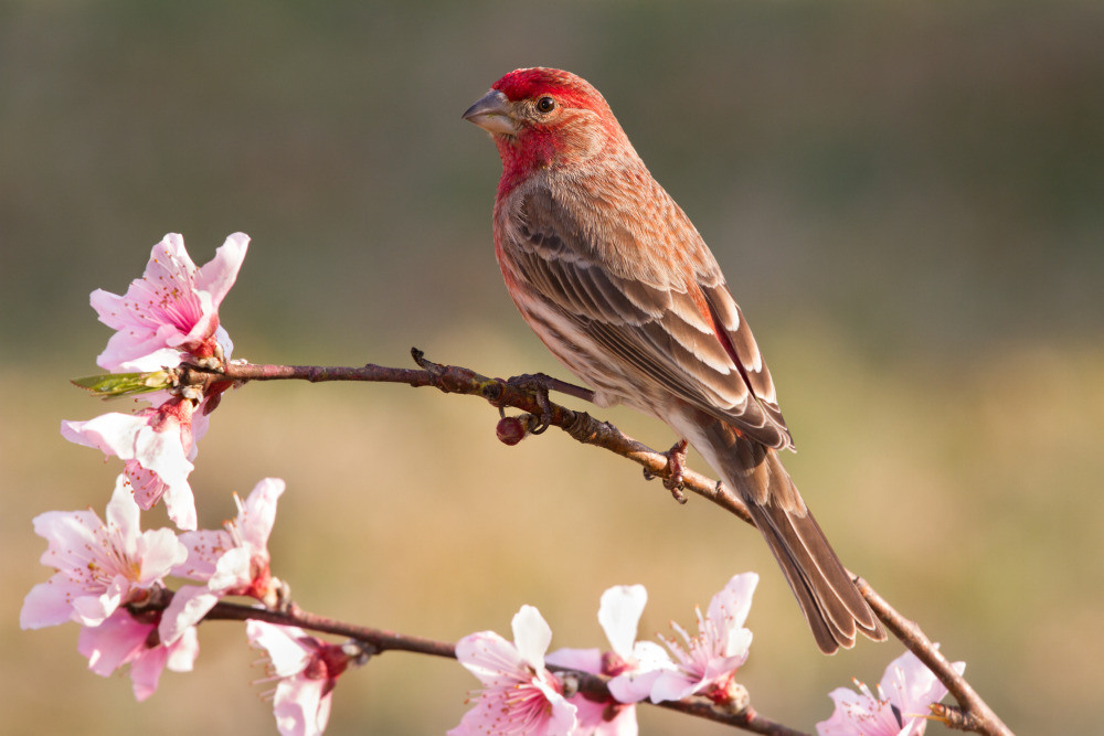 04 — животный и водный мир