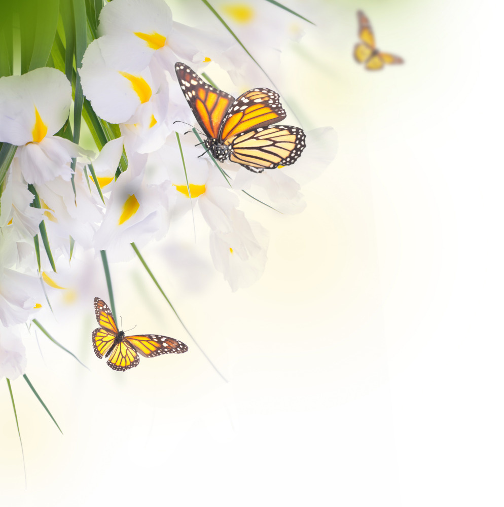 18 — бабочки