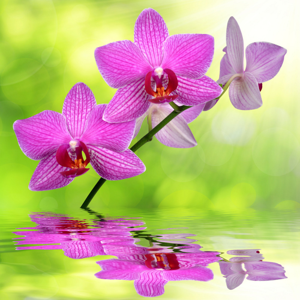 03 — цветы — растения — фрукты