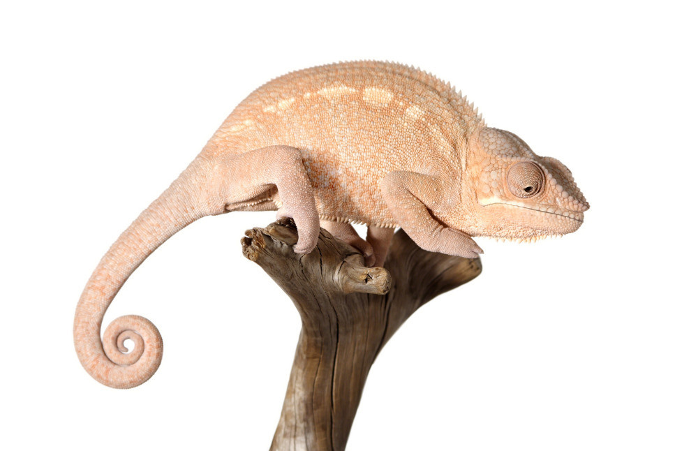 04 — животный и водный мир