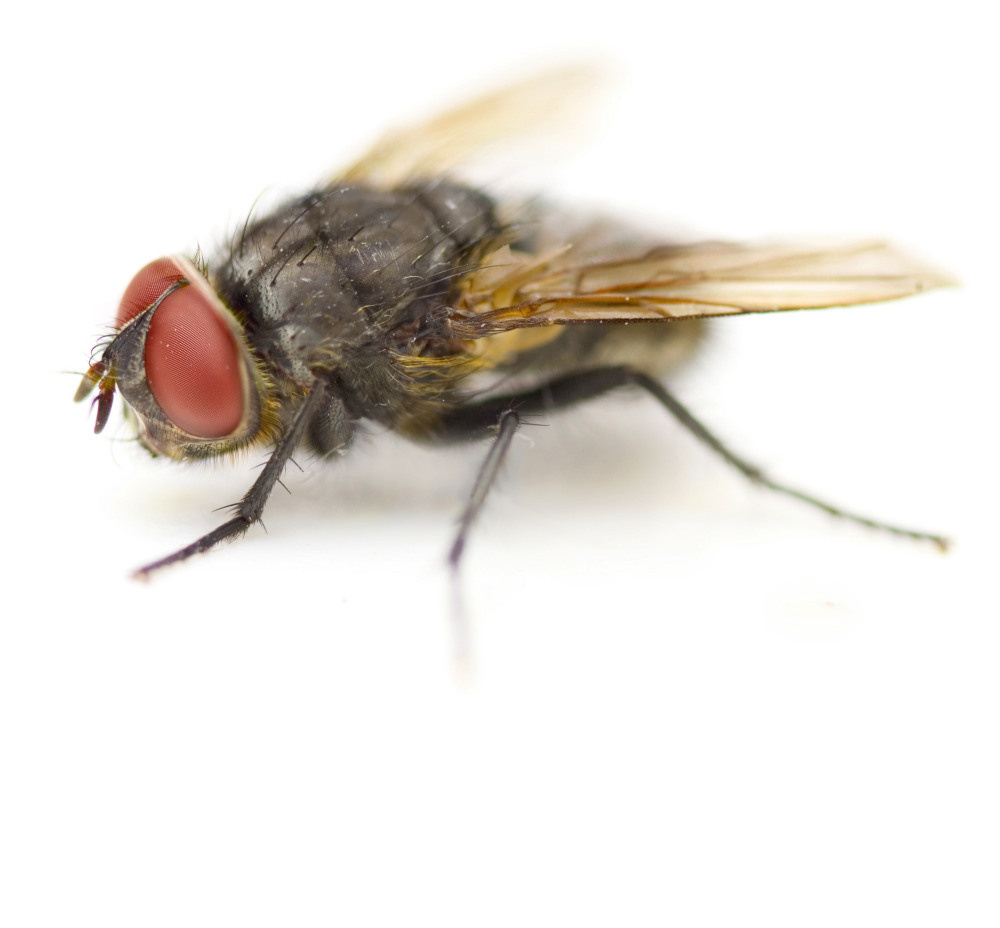 04 — животный и водный мир