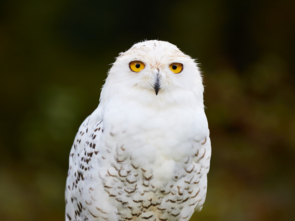 04 — животный и водный мир